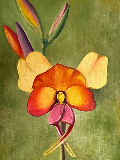 Donkey Orchid by Kelly Logan