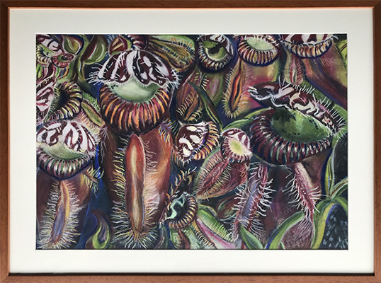 Albany Pitcher Plant - Sue Youngman